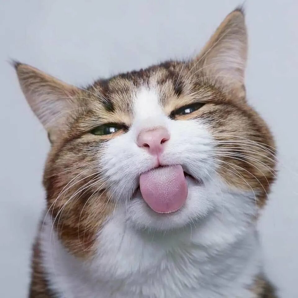 Звук показывает язык. Кот показывает язык. Кот с выкинутым языком. Кошачья морда. Веселые коты.