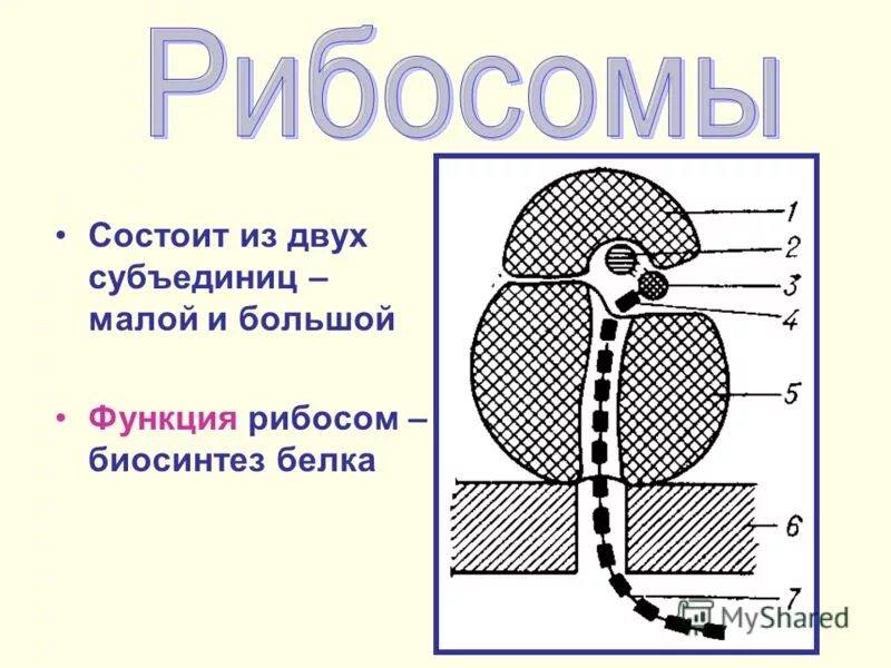 Состоит из двух субъединиц большой и малой. Функция малой субъединицы рибосомы. строение малой и большой субъединиц рибосом. большая субъединица рибосомы функции. состоит из двух субъединиц.