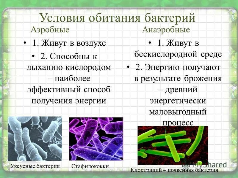 Какие условия способствуют распространению бактерий. Бактерии презентация. Общая характеристика бактерий. Бактерии обитают. Условия жизни бактерий.