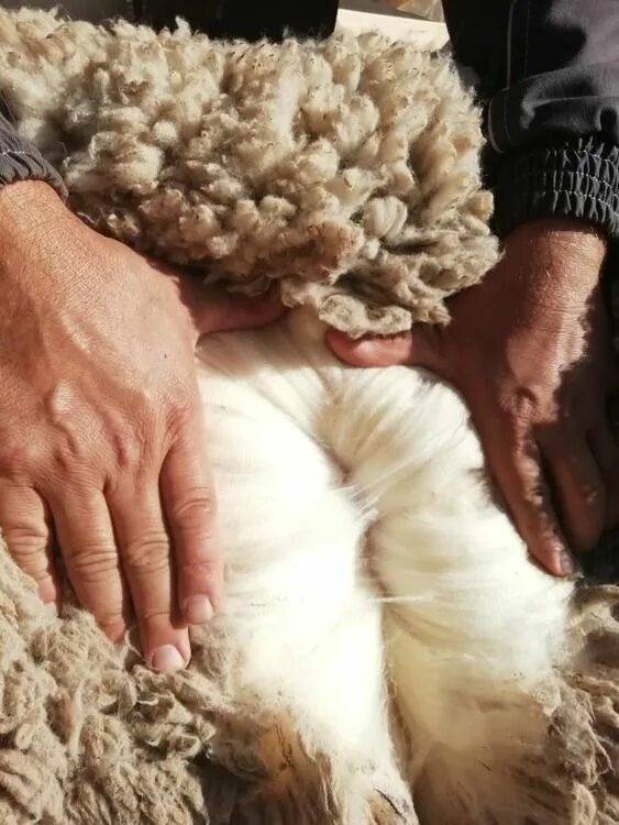 Овца шерсть 35 кг. Шерсть. Овечья шерсть. Шерсть овцы. Овца и волокна шерсти.