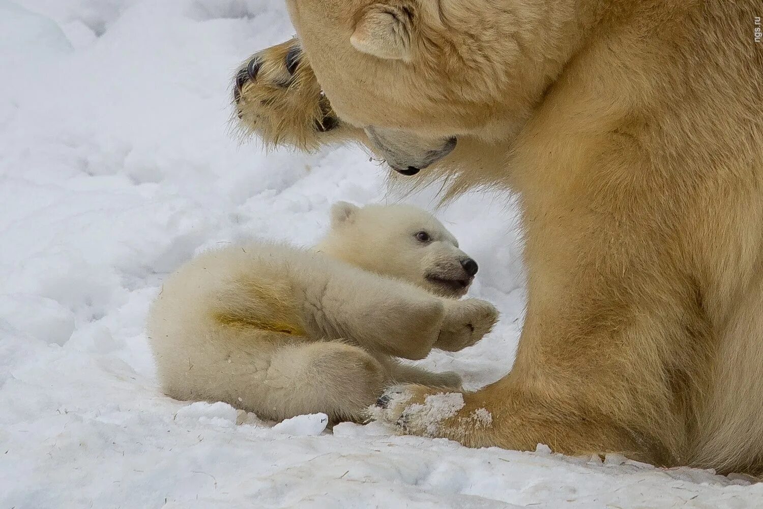 новорожденные белые медведи. детеныш белого медведя. новорожденный белый медвежонок. белый медведь родился. новорожденные белые медвежата.