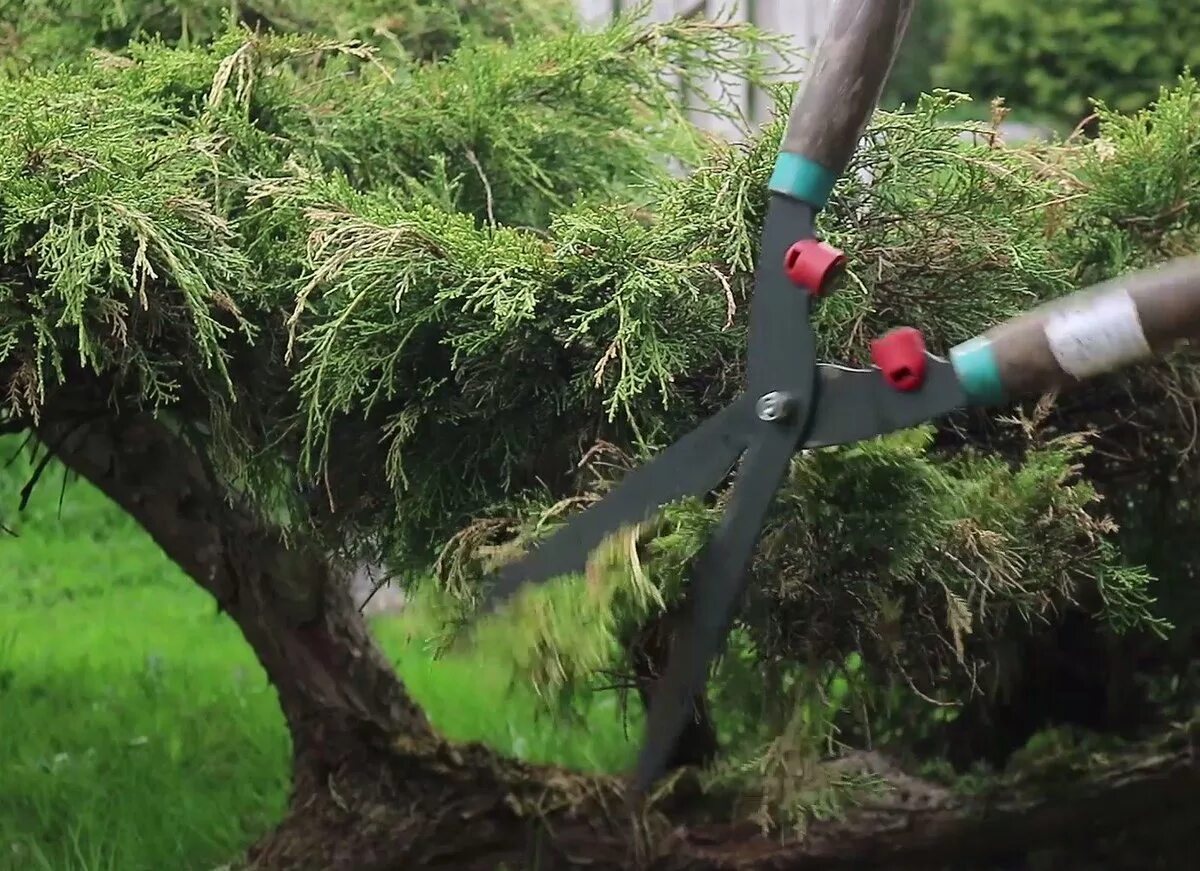 Обрезка хвойных. Подрезаем сосну. Можжевельник казацкий стрижка бонсай. Подстрижка сосен. Черенки туи.