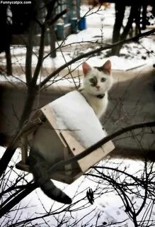 Кот в кормушке