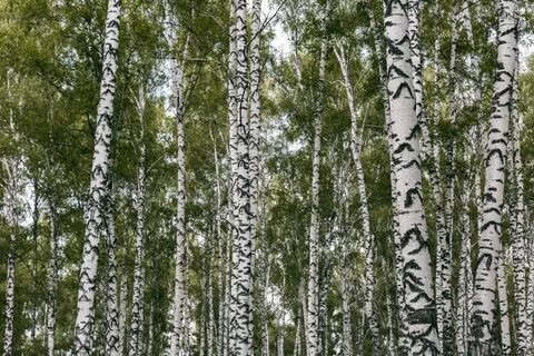 Есть березы