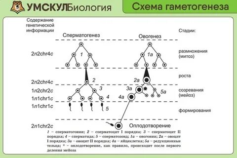 Сперматогенез температура