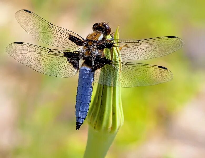 миро стрекоза. стрекоза луговая. стрекоза черноморская. стрекоза решетчатая большая голубая. стрекоза речник.