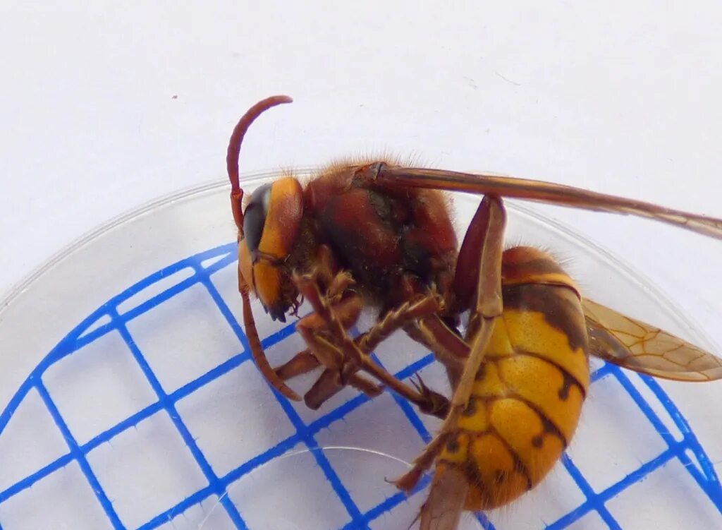 К чему снятся шершни во сне. Шершень Vespa crabro. ЛОВУШКА для шершней.