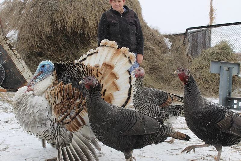 Ставропольская широкогрудая индейка. Двухмесячные индюшата. Белая широкогрудая индейка ставрополь. Индюшата биг 6 1 месяц. Индюшата суточные биг 6.