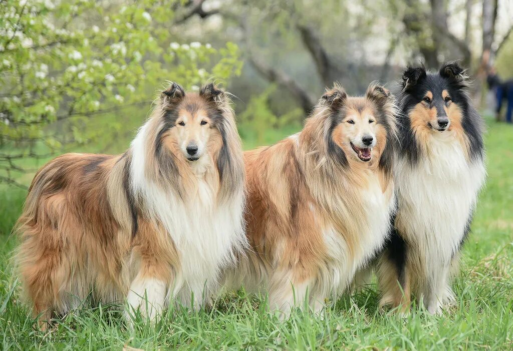 3 шелти. шотландская овчарка шелти и колли. форум колли и шелти. форум колли и шелти. колли шелти и бобтейлы препараты.