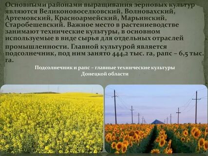 Районы пшеницы