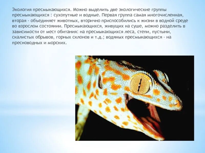 Крокодилы это земноводные или пресмыкающиеся. Экология рептилий. Экология рептилий. Сообщение о нильском крокодиле. Пресмыкающиеся презентация.