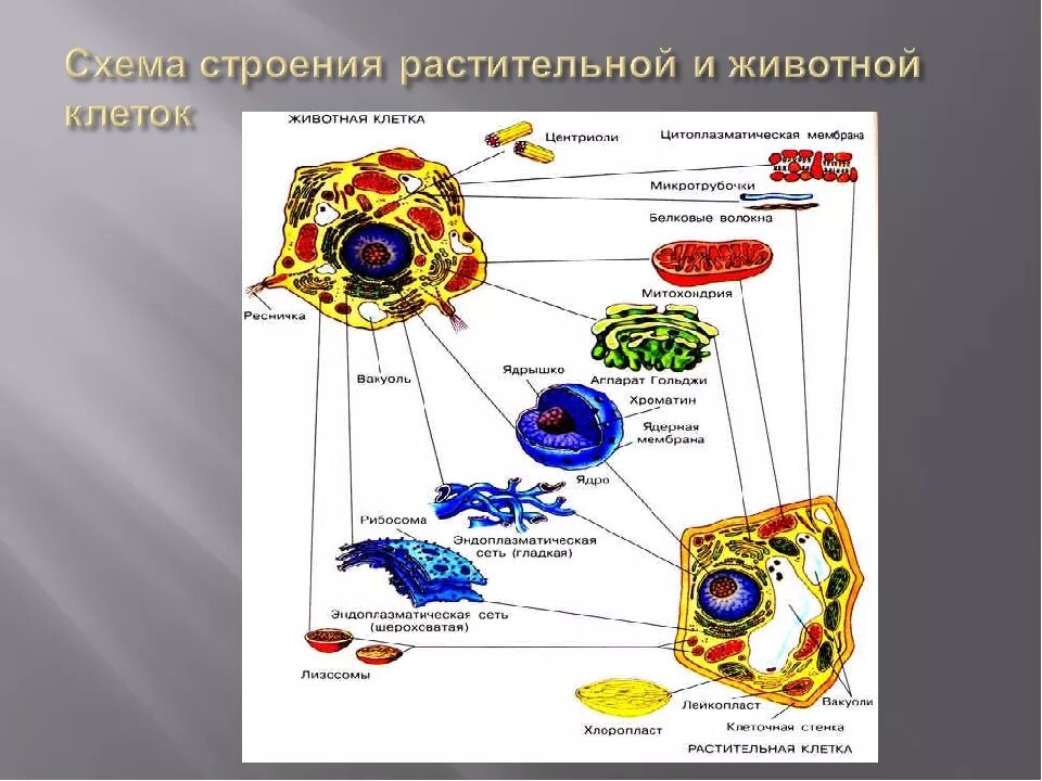 Строение каких организмов эукариотической клетки доказывает. Строение органоидов эукариотических клеток. Строение органоидов эукариотов.. Строение животной клетки эукариот. Структуры эукариотической клетки органеллы.