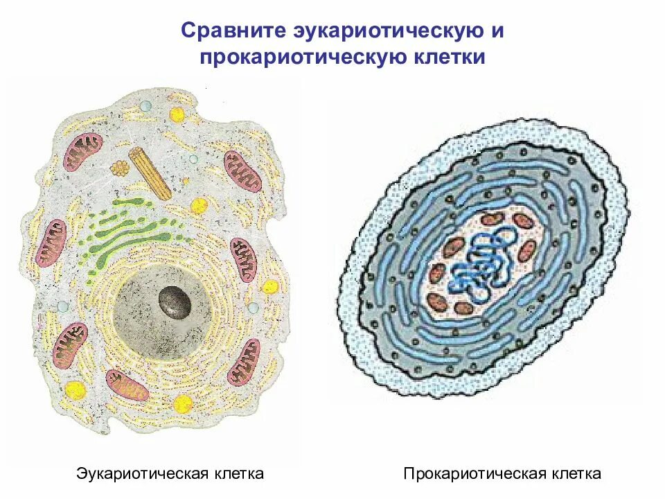 Растения эукариотические организмы. Эукариотическая клетка. Строение эукариотической клетки. Строение прокариот и эукариот. Прокариотические и эукариотические.