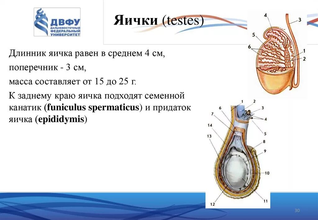 Строение семенника анатомия. Яичко строение анатомия поверхности. Строение оболочек яичка. Строение мужских яичек. Яичко на ощупь