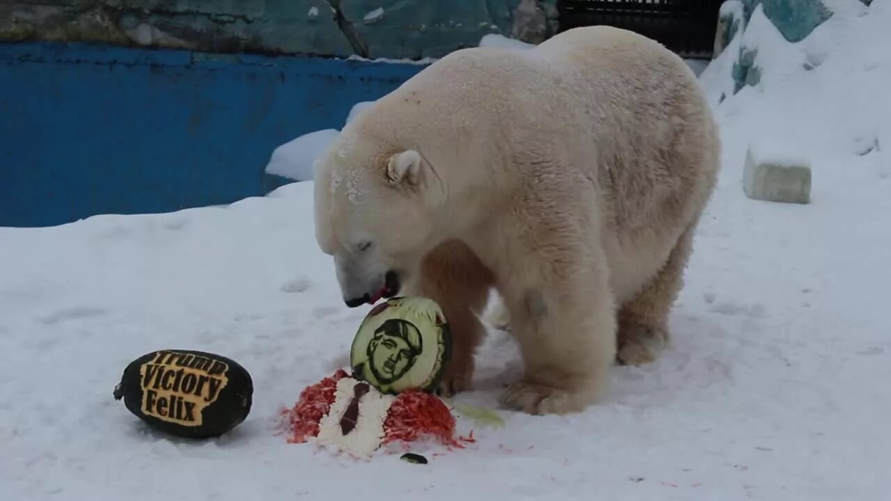Почему медведь не съел машу. Белый медведь каннибал.