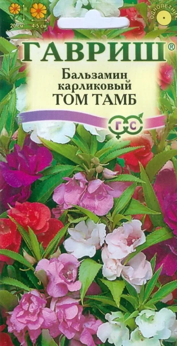 Цветы бальзамин скарлет. Бальзамин том тамб. Цветы бальзамин том. Бальзамин том самб. Бальзамин садовый камелия.