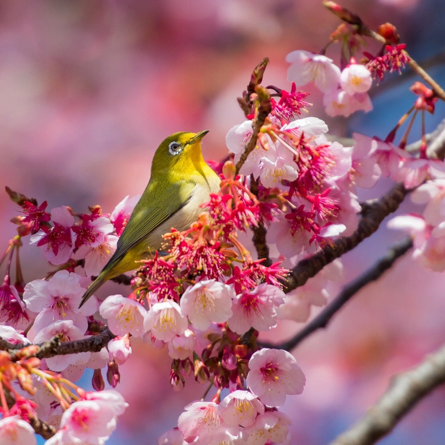 птица рада весне. весенняя природа. птицы на весеннее цветущей веточке. воробьи весной. птица рада весне.