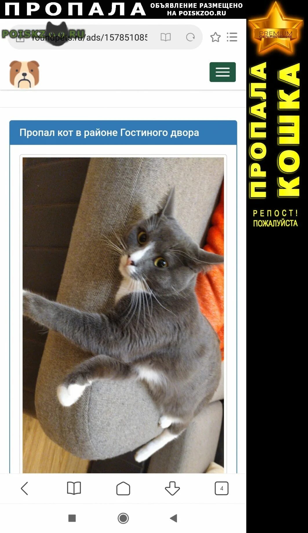 Коты тула парадиз