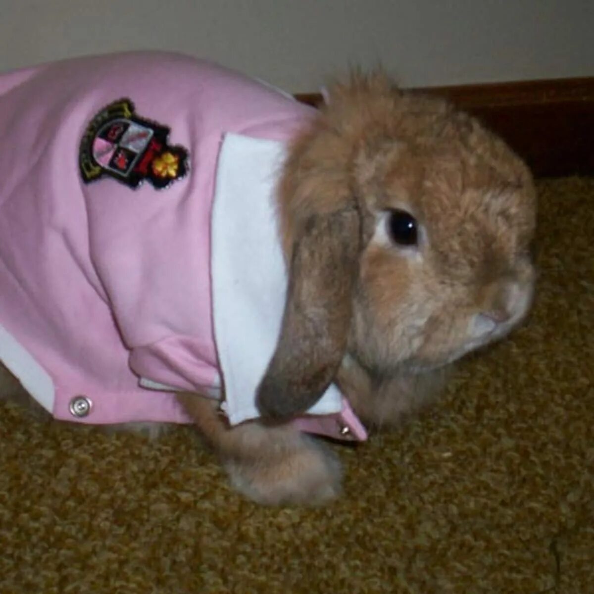 Одежда для кроликов. Кролик домашний. Наряженный кролик. Крольчата в одежде.
