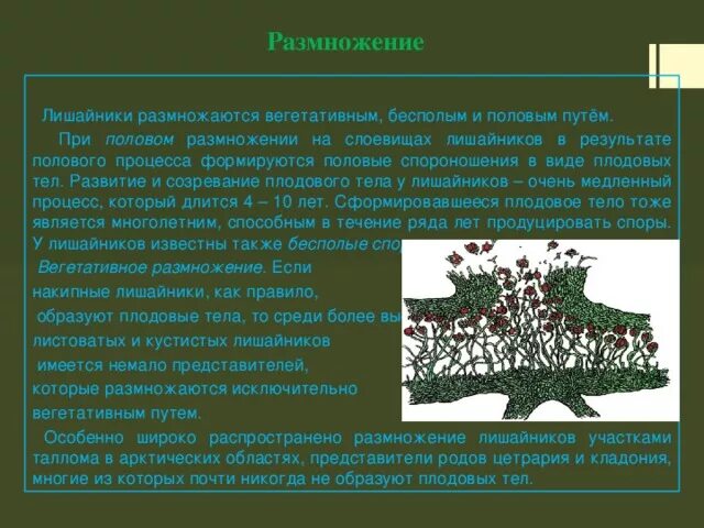 Размножение лишайника 5 класс. Лишайники размножаются вегетативно. Вегетативное размножение лишайника. Лишайники размножение кратко. Споры лишайника