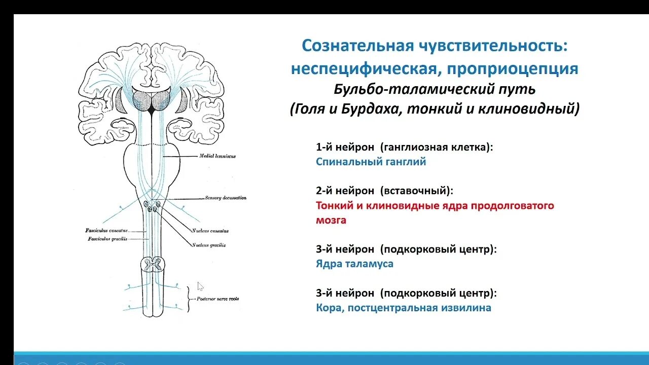 Бульботаламический путь. Таламический путь. Бульбарно таламический путь. Корково таламический путь.