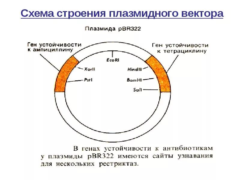 Строение плазмиды на примере pbr322. Схема строения плазмиды pbr322. Плазмидный вектор pbr322. Строение плазмиды. Элементы плазмид