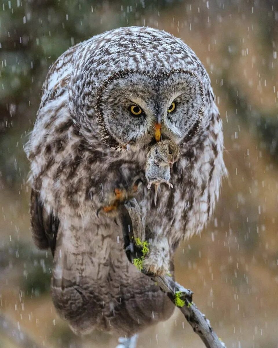 Мохноногий сыч. Серый сыч. Североамериканский мохноногий сыч. Калифорнийский воробьиный сыч-гном. Воробьиный сыч новосибирск.