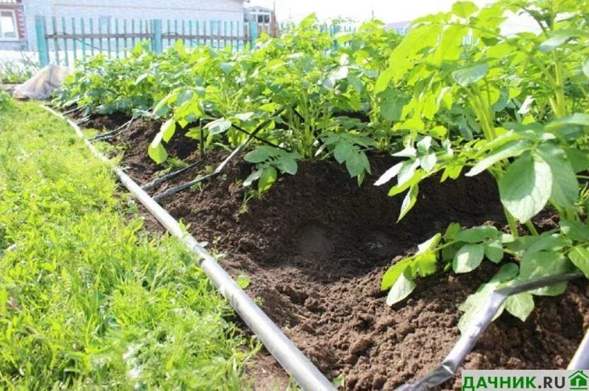 Полив картошки на даче. Когда поливать картофель в засушливое лето. Полив картофеля в открытом грунте. Полив моркови. Когда поливать картофель в засушливое лето.