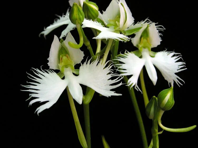 Орхидея цапля. Орхидея «большая белая цапля» (habenaria radiata). хабенария радиата белая цапля. habenaria radiata. орхидея хабенария радиата. орхидея-мотылек (habenaria radiata).