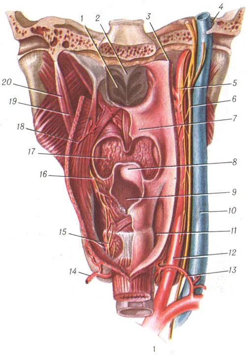 Нерв глотки. Глотка анатомия синтопия.