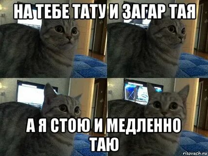 Тая кот