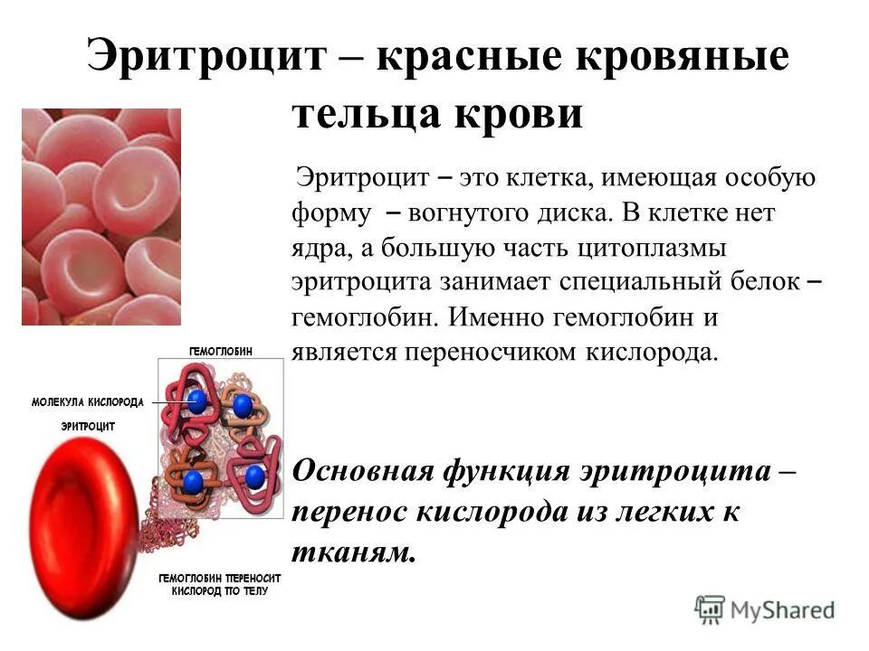 Эритроцит имеет. Строение и функции красных кровяных телец эритроцитов. красные кровяные тельца эритроциты. строение красных кровяных клеток. клетка эритроцита.