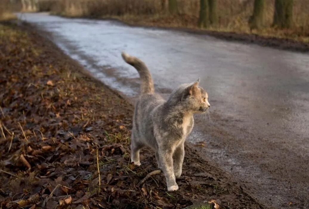 Кошечка гуляет. Котик бежит. Кот убегает. Кошка идет. Кот бежит по дороге.