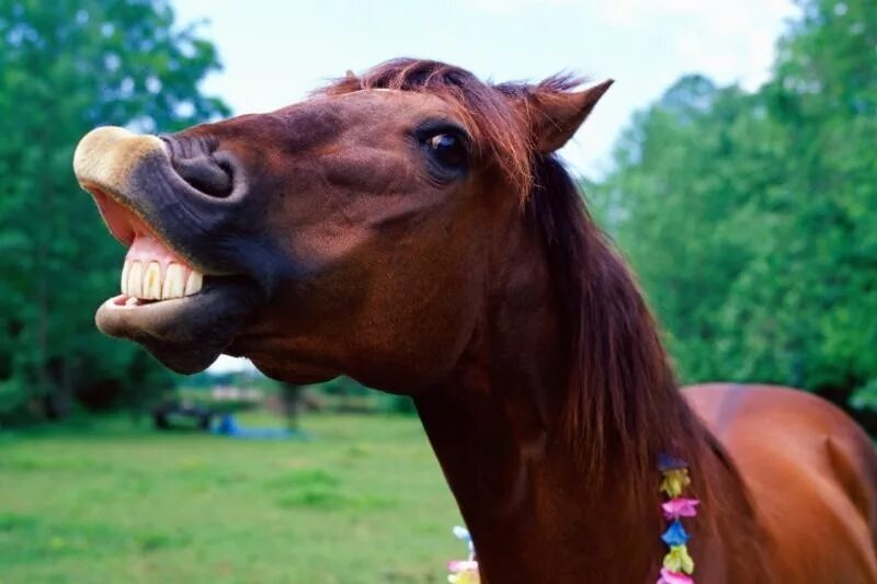 Смешная лошадь. Забавные лошадки. Лошадь с высунутым языком.