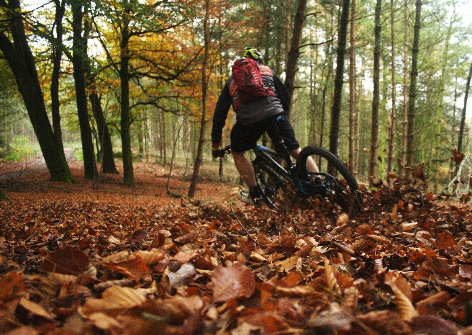 Лес велосипедист. Велосипед осень. Велосипед осенью. Велосипед в осеннем лесу. Велосипедист в лесу.