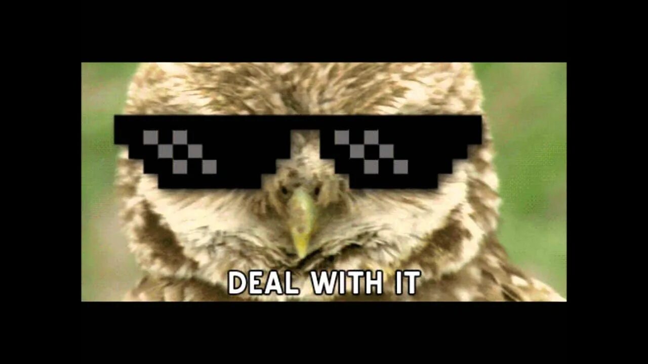 Deal with it Мем. Deal with it гиф. Анимация очков deal with it. Deal with it Мем gif. Deal with something