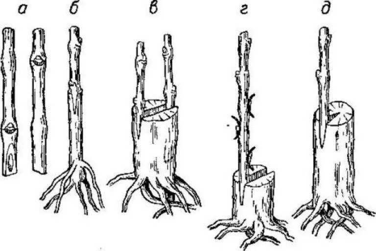 Можно ли привить яблоню на сливу. Прививка яблони врасщеп. Черенки подвоев яблони. Корневые черенки яблони. Размножение яблони прививкой.