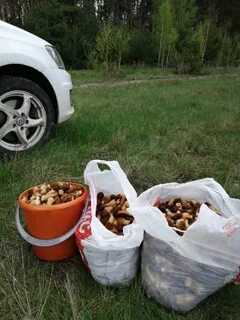 Курские грибники