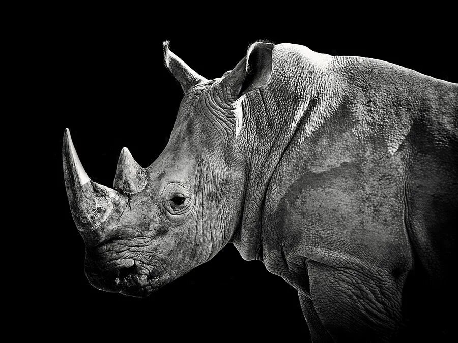 Носорог символ чего. Двурогий носорог. rhinoceros (rhino). rhinoceros sondaicus. носорог красивый.