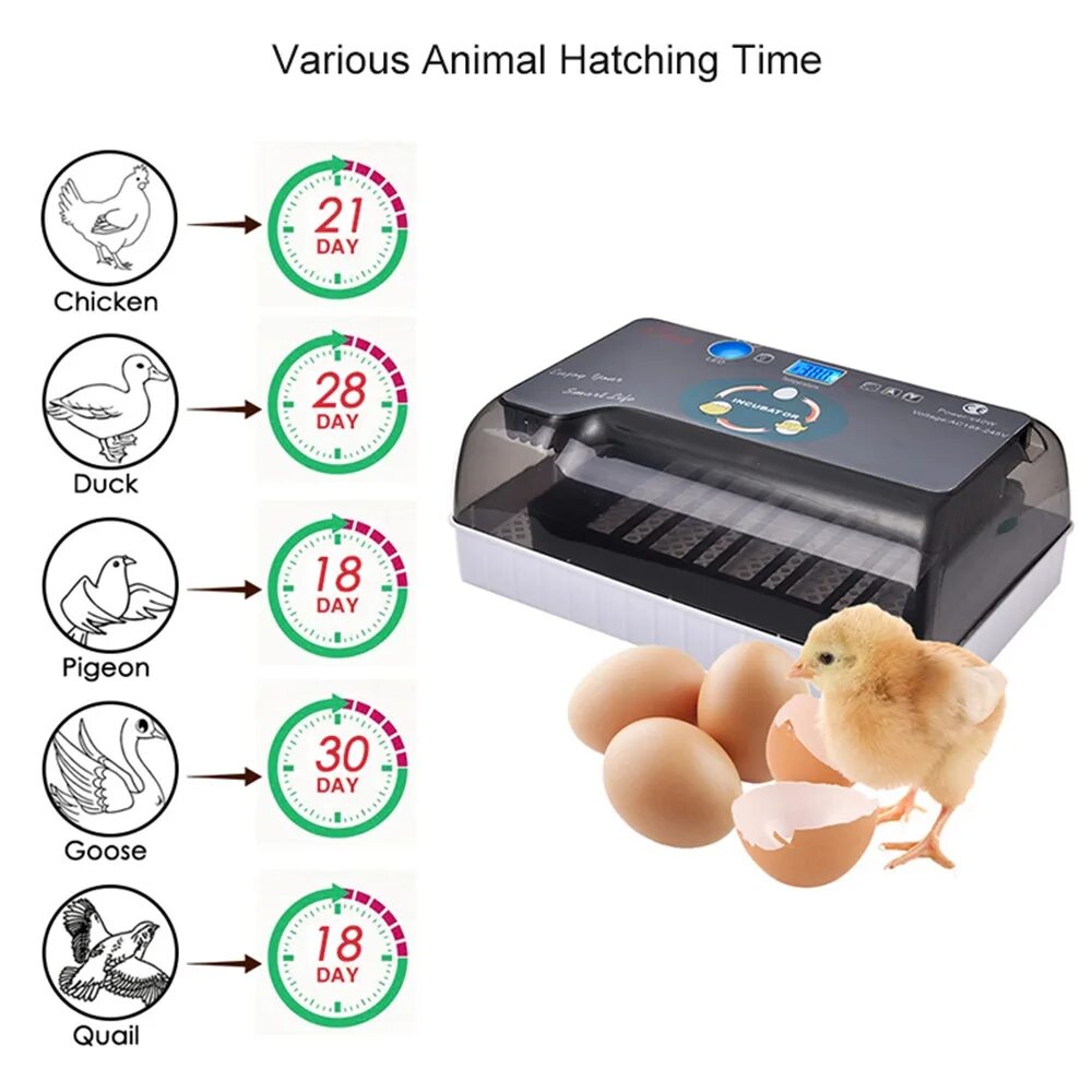 Инкубатор 12 Egg incubator. Инкубатор Egg incubator. Mini Egg incubator на 12 яиц. Fully Automatic Egg incubator.