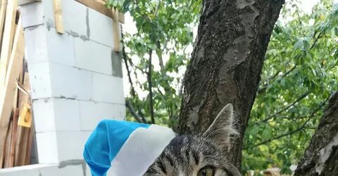 Коты таганрог