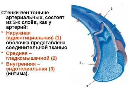 Стенка артерий состоит из слоев
