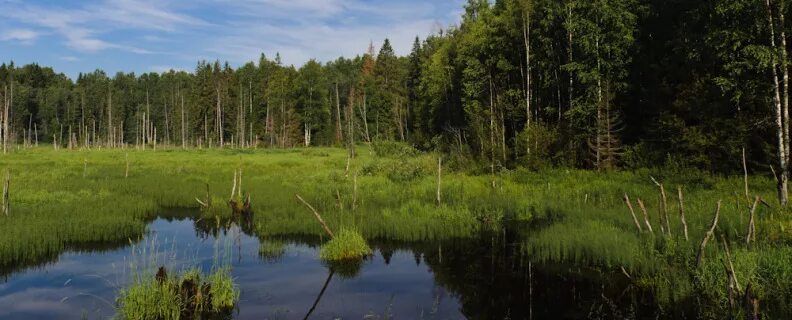 Топи да болота 6 класс. Болото Есенин. Топи да болота синий плат.