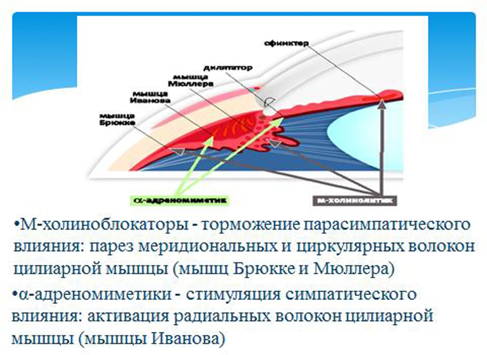 Аккомодация для дали. Аккомодация цилиарная мышца. Радиальные волокна цилиарной мышцы. Аккомодация мышцы. Цилиарное тело аккомодация.