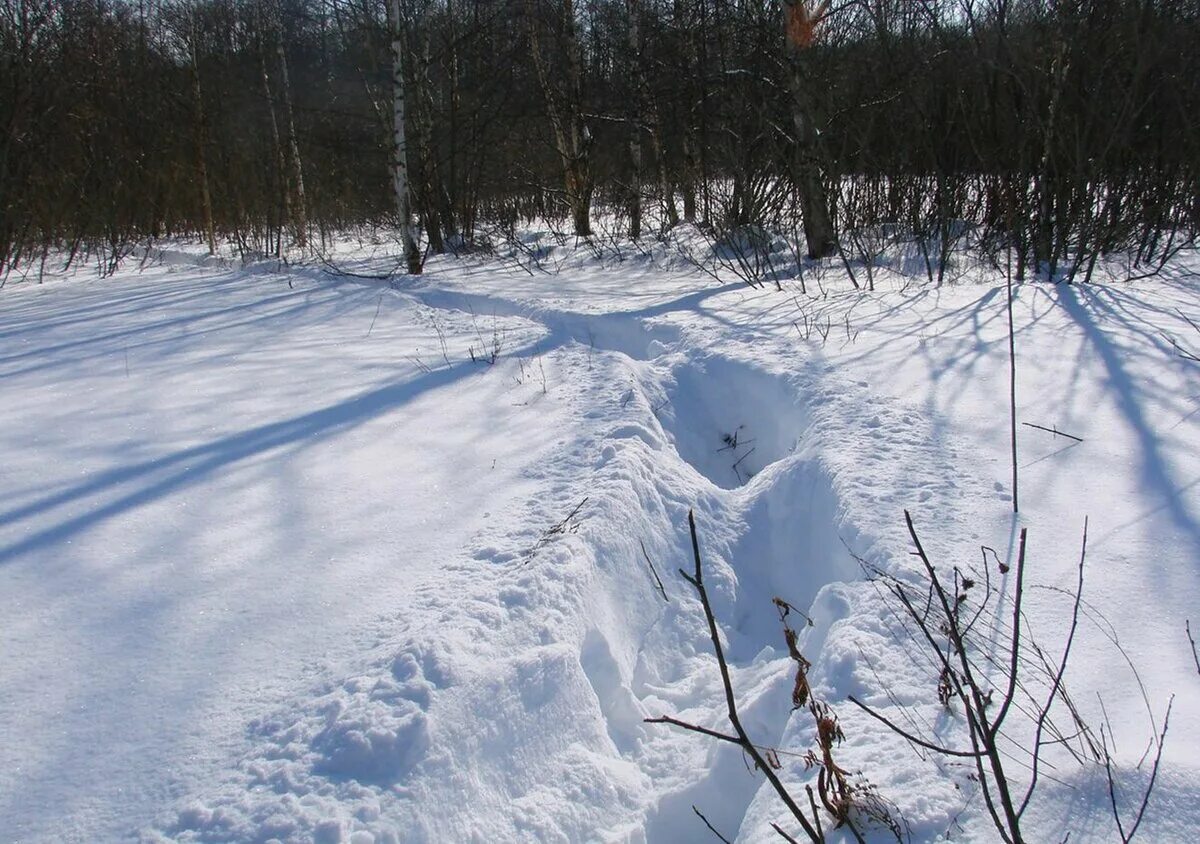 Тропа лосей. Кабанья тропа зимой. Следы кабана в Глубоком снегу. Следы лося в Глубоком снегу. Лосиные следы на снегу.
