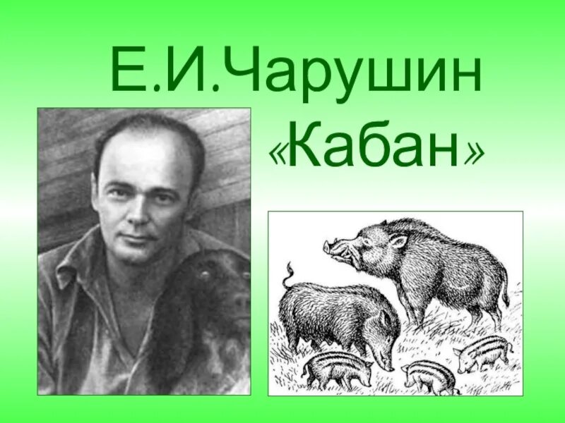 Е Чарушин. Чарушин кабан. План к рассказу е.и.Чарушина «кабан». Чарушин кабан иллюстрации. Пересказ рассказа кабан