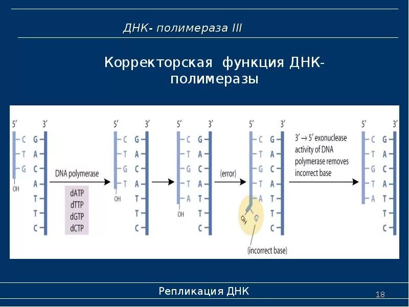 Исправление ошибок днк полимеразы. Функции днк полимеразы 1. днк полимераза функции. корректорская активность днк- полимераз. корректорская активность днк- полимераз обеспечивает.
