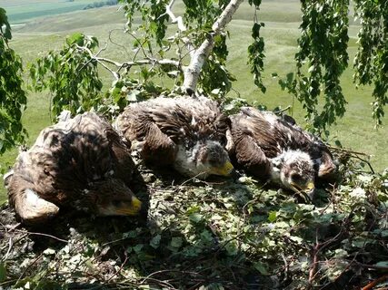 Гнездо солнечного орла в татарстане