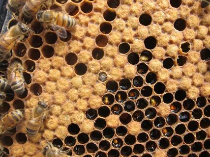 Beehive