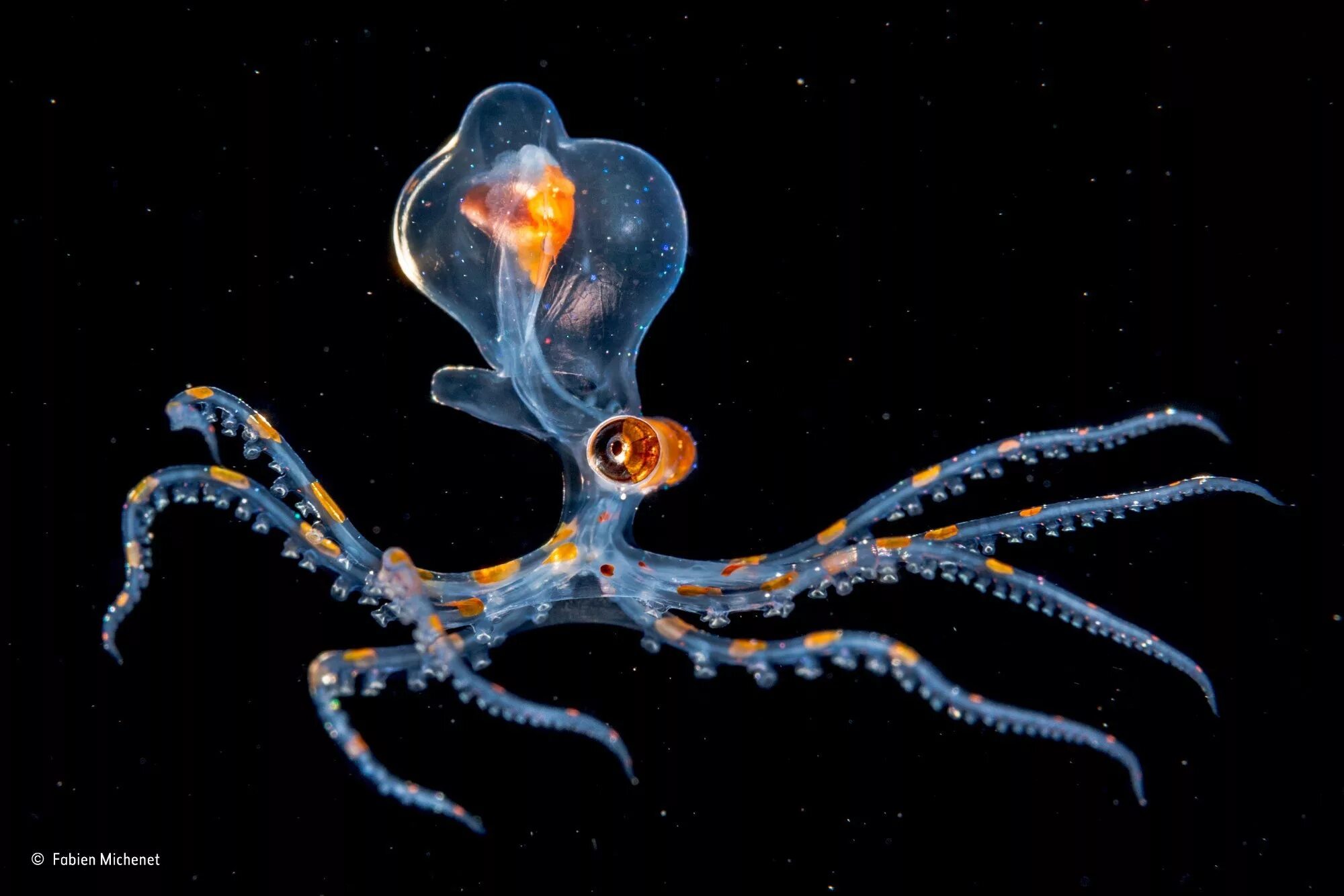 Медуза это головоногий моллюск. Безглазый глубоководный осьминог. Стеклянный осьминог Vitreledonella Richardi. Осьминог амфитретус.
